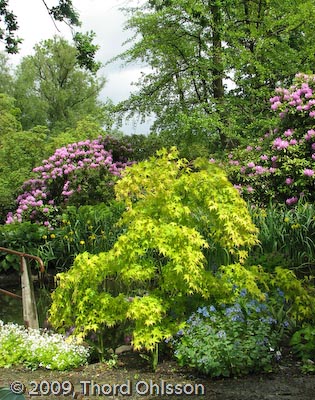 Acer palmatum 'Aureum'